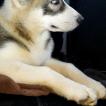 Jaxx, Husky Siberiano