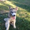 Jaxx