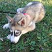 Jaxx