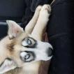 Jaxx