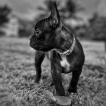 Pepsy, Bulldog Francés