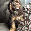 Zoey, Cocker americano