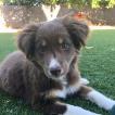 Leila, Border Collie