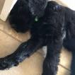 Odin, Schnauzer Gigante