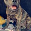 Opium, Staffordshire Bull Terrier