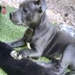 Phidji, Staffordshire Bull Terrier