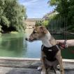 Hadès, Whippet