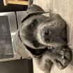 Blue Bear Humphrey, Cane Corso