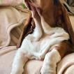 Oliver, Basset Hound