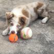 Bart, Border Collie