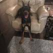 Tyson, Dobermann
