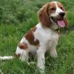 Jenny, Cocker Spaniel