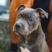 Sopra, Staffordshire Bull Terrier
