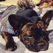 Lyla, Bulldog Francés