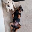 Portos, Beauceron