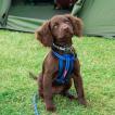 Indie, Cocker Spaniel