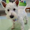 Maggie Dickason, Westies