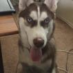 Juno, Husky Siberiano