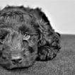 Lulu, Cocker Spaniel
