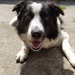 Tesla, Border Collie