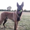 O,Matrix, Pastor Belga Malinois
