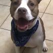 Rex, Staffordshire Bull Terrier
