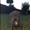 Akil, American Staffordshire Terrier