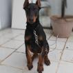 Thanos, Dobermann