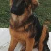 Peps, Perro Pastor Alemán