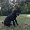 Newton, Cane Corso