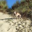 Pixel, Whippet