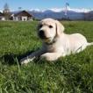 Pongo, Labrador Retriever