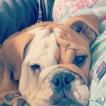 Peach, Bulldog