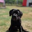 Penny, Cane Corso