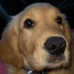 pandora, Golden Retriever