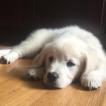 Georgia, Golden Retriever