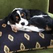 Scout, Cavalier King Charles