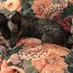 Mac Drizzle, Perro australiano del ganado