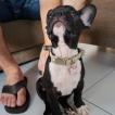 Costelinha, Bulldog Francés