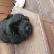 Thanos, Schnauzer gigante
