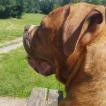 Skye, Dogue Bordeaux