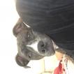 Niña, Staffordshire Bull Terrier