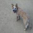 Happy, Perro australiano del ganado