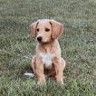 PACO, Otros perros