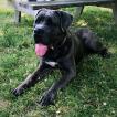 Ouizo, Cane Corso