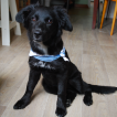 Praline, Border Collie