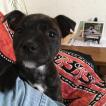 Punky, Staffordshire Bull Terrier
