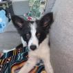 Winona, Border Collie