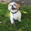 Lilo, Shih Tzu
