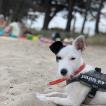 Osly, Parson Jack Russell Terrier (De Pelaje Corto - Suave)